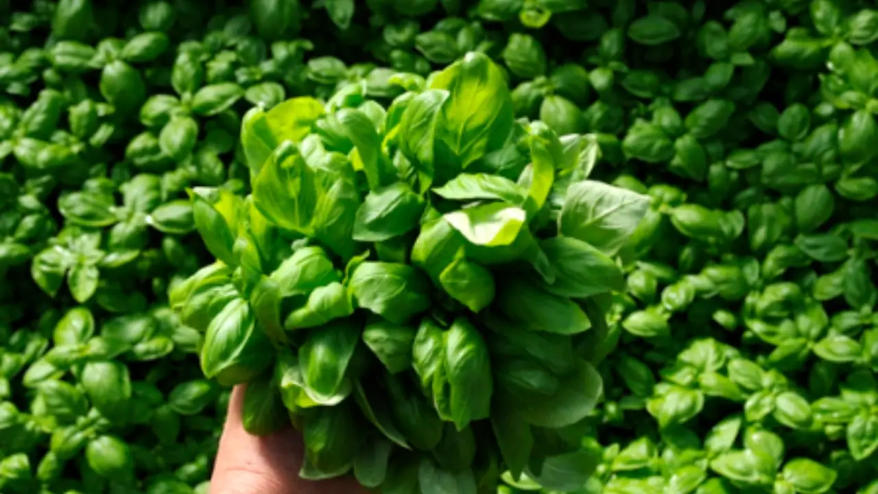 Come coltivare il basilico in balcone per un aroma intenso e protezione naturale dai parassiti Come coltivare il basilico in balcone per un aroma intenso e protezione naturale dai parassiti