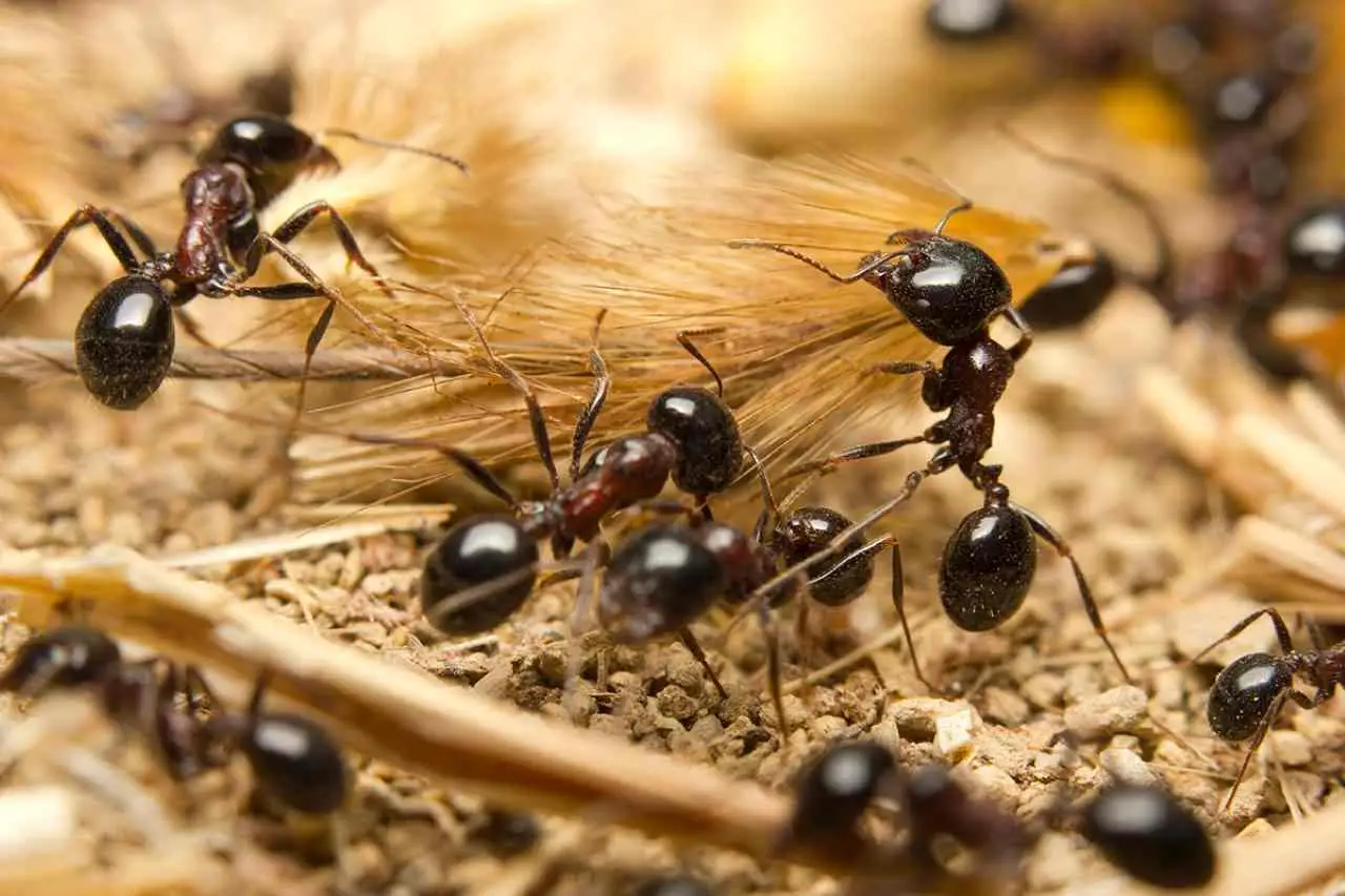 Una pianta facile da curare che tiene lontane le formiche e decora ogni ambiente di casa Una pianta facile da curare che tiene lontane le formiche e decora ogni ambiente di casa