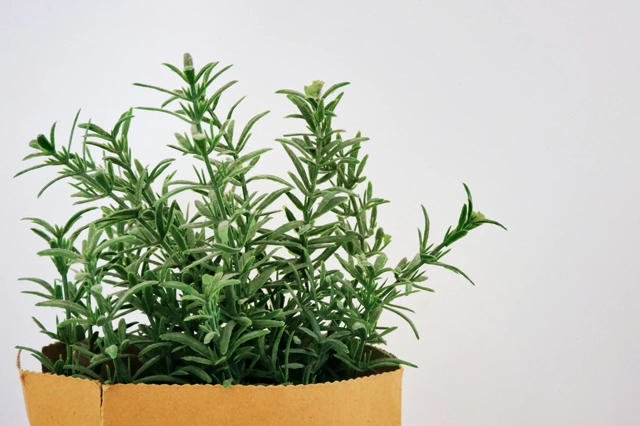 Prova questa pianta aromatica per diffondere profumo e tenere lontani i moscerini in cucina Prova questa pianta aromatica per diffondere profumo e tenere lontani i moscerini in cucina