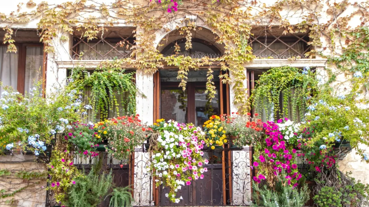 Vuoi un terrazzo profumato senza zanzare? Scegli queste varietà adatte al clima caldo Vuoi un terrazzo profumato senza zanzare? Scegli queste varietà adatte al clima caldo