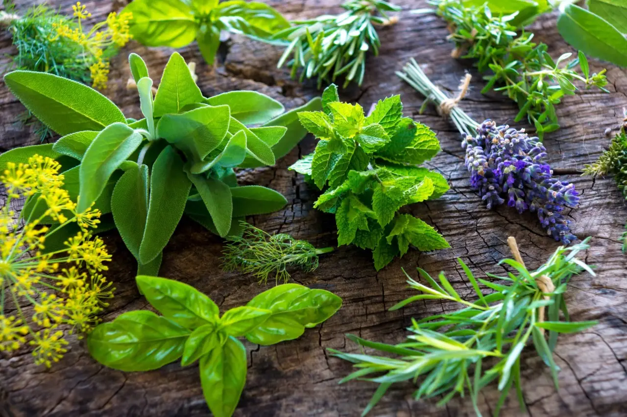 Scopri il segreto delle erbe aromatiche che attirano farfalle nel tuo balcone Scopri il segreto delle erbe aromatiche che attirano farfalle nel tuo balcone