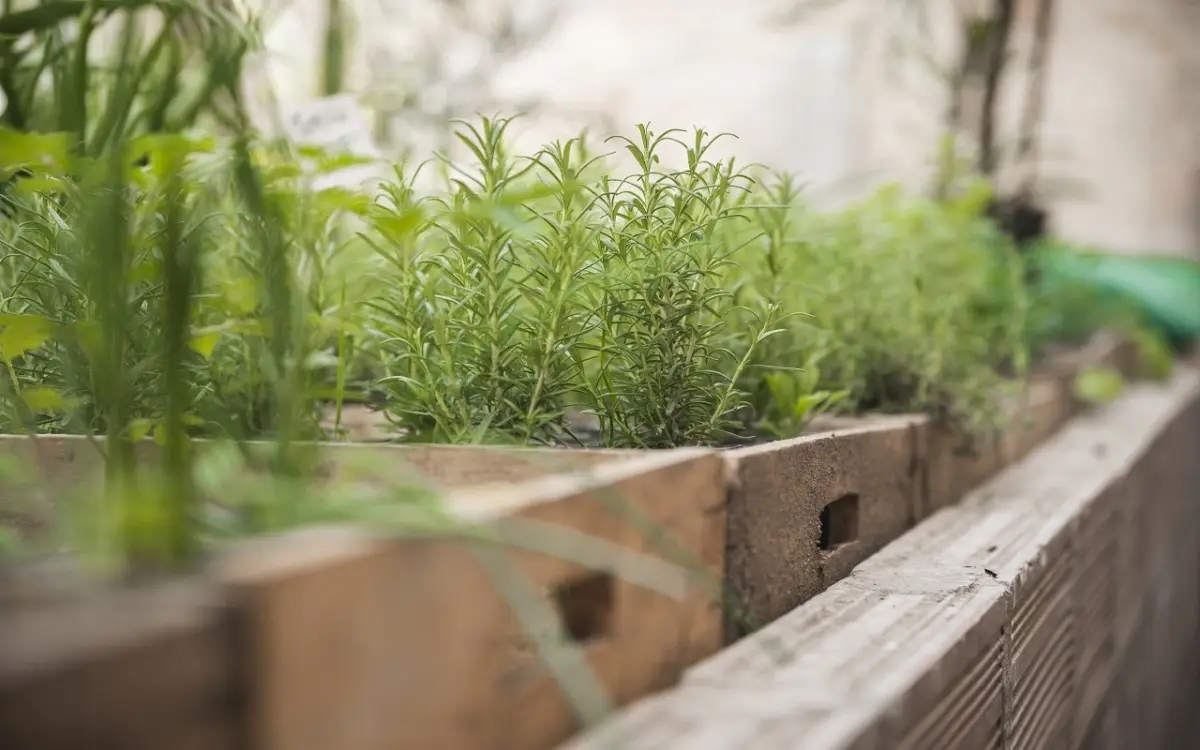 Scopri il segreto delle erbe aromatiche che attirano farfalle nel tuo balcone Scopri il segreto delle erbe aromatiche che attirano farfalle nel tuo balcone