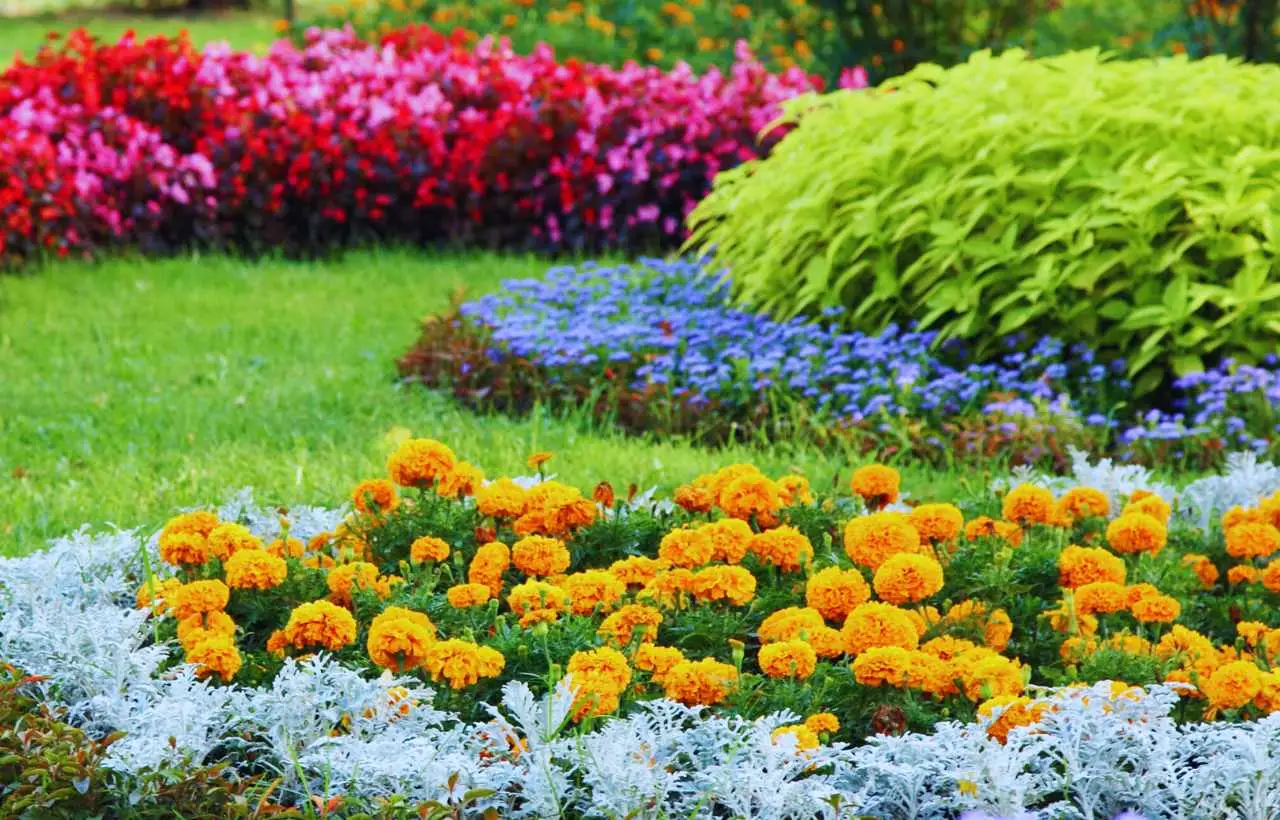 Le 3 specie di piante resistenti alla siccità più amate nei giardini mediterranei Le 3 specie di piante resistenti alla siccità più amate nei giardini mediterranei