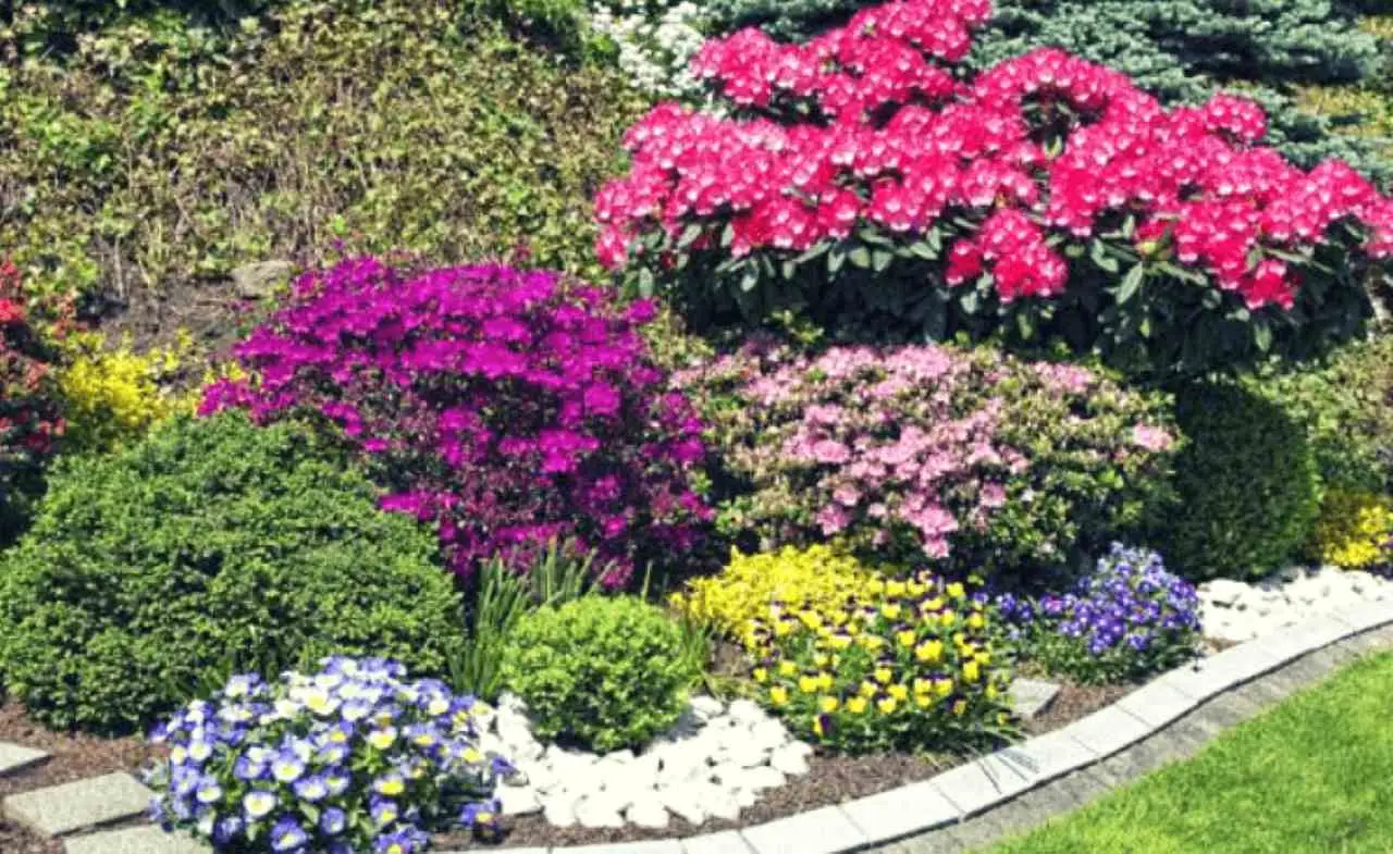 Le 3 specie di piante resistenti alla siccità più amate nei giardini mediterranei Le 3 specie di piante resistenti alla siccità più amate nei giardini mediterranei