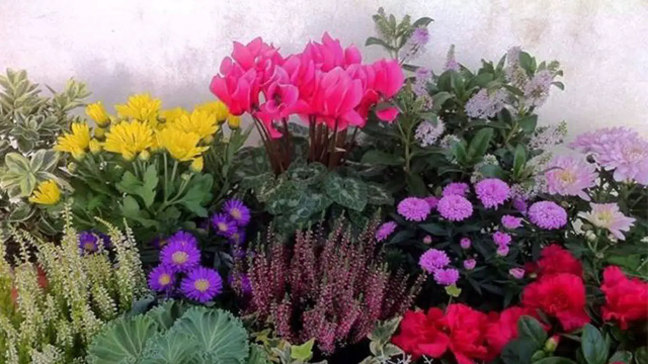 Le 3 specie di piante resistenti alla siccità più amate nei giardini mediterranei Le 3 specie di piante resistenti alla siccità più amate nei giardini mediterranei