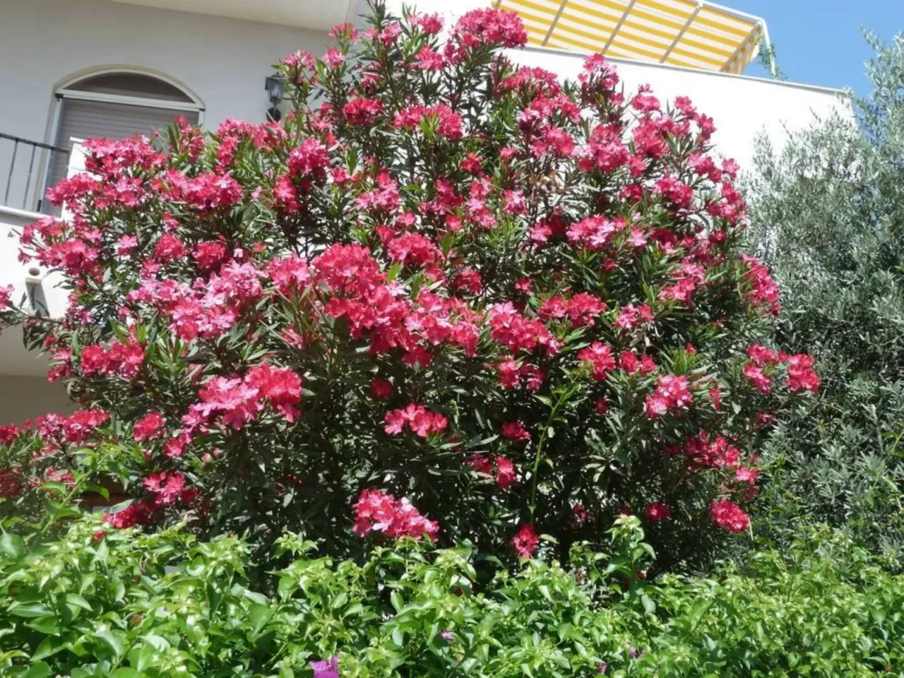 Piante che fioriscono senza annaffiatura: le nuove varietà per terrazzi assolati Piante che fioriscono senza annaffiatura: le nuove varietà per terrazzi assolati