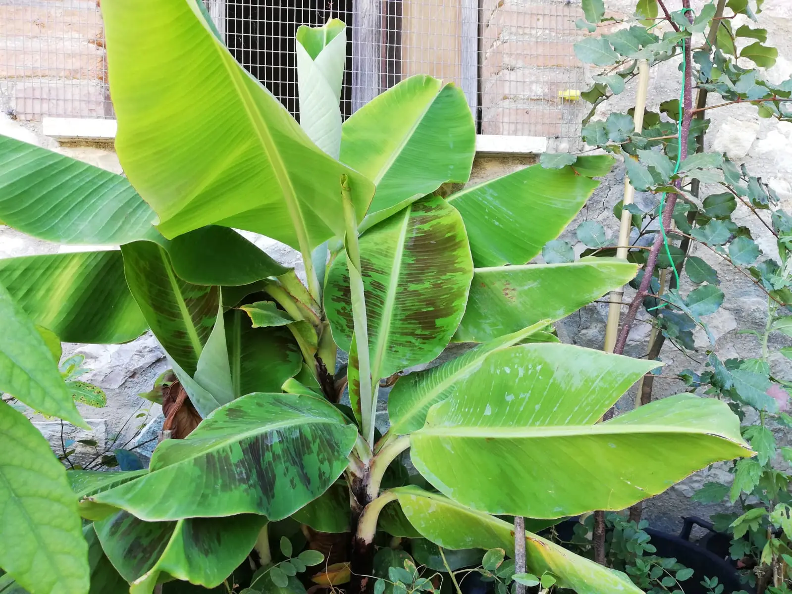 Piante che fioriscono senza annaffiatura: le nuove varietà per terrazzi assolati Piante che fioriscono senza annaffiatura: le nuove varietà per terrazzi assolati
