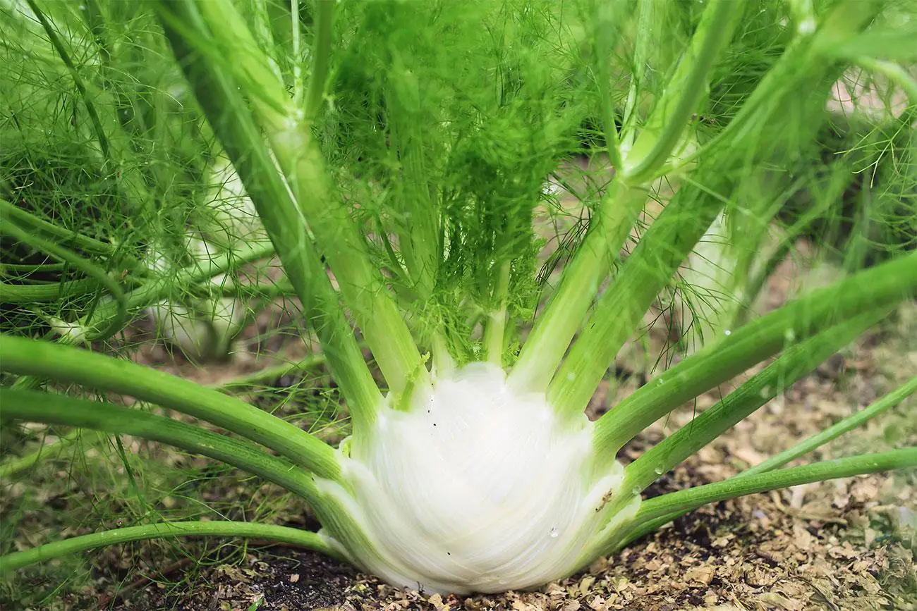 Perché il finocchio aiuta subito la regolarità dopo una cena abbondante Perché il finocchio aiuta subito la regolarità dopo una cena abbondante