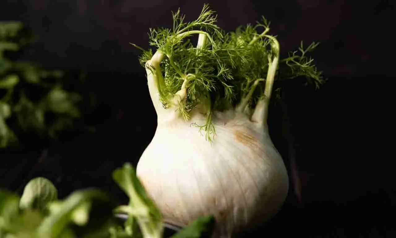 Perché il finocchio aiuta subito la regolarità dopo una cena abbondante Perché il finocchio aiuta subito la regolarità dopo una cena abbondante