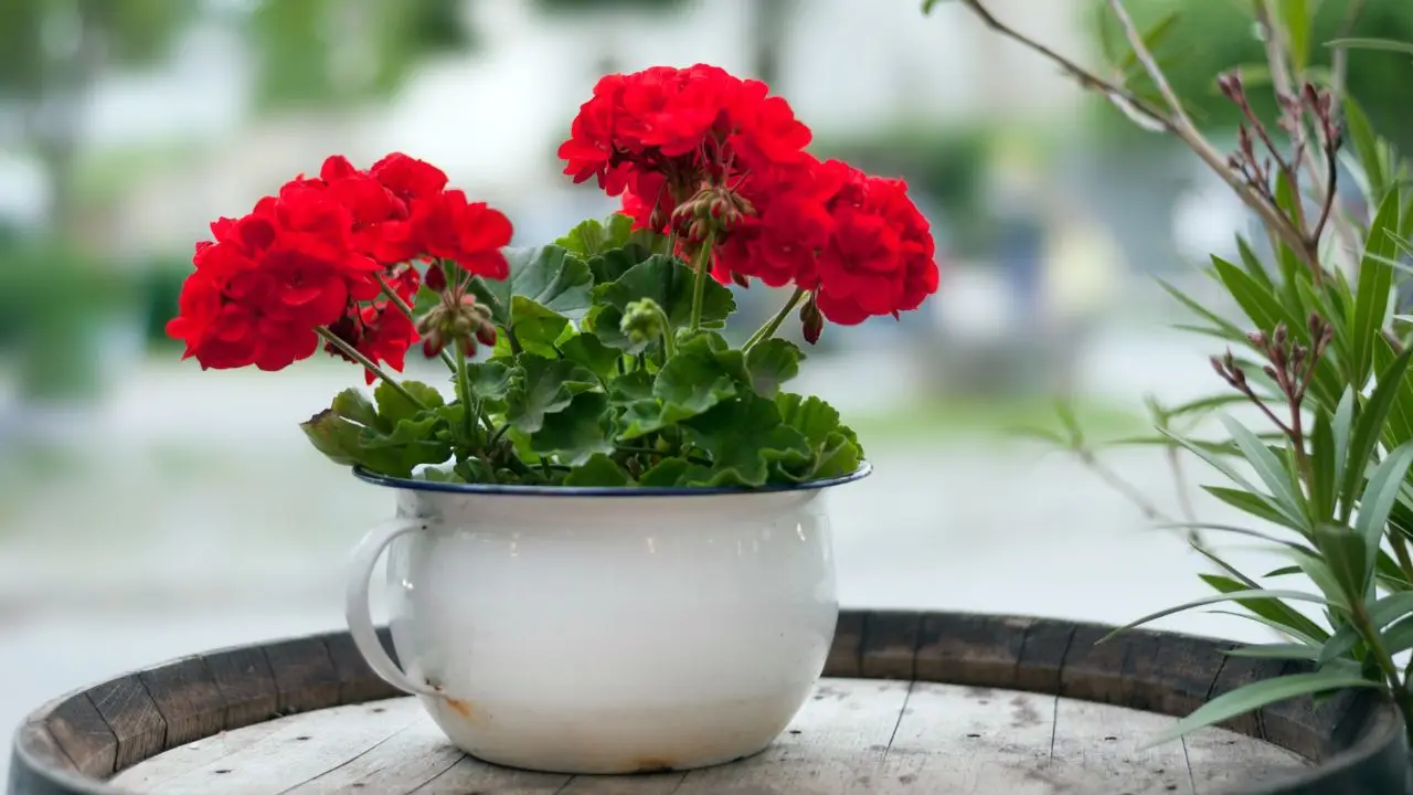 Vuoi attirare api e farfalle? Ecco quali fiori piantare in vaso contro il caldo Vuoi attirare api e farfalle? Ecco quali fiori piantare in vaso contro il caldo