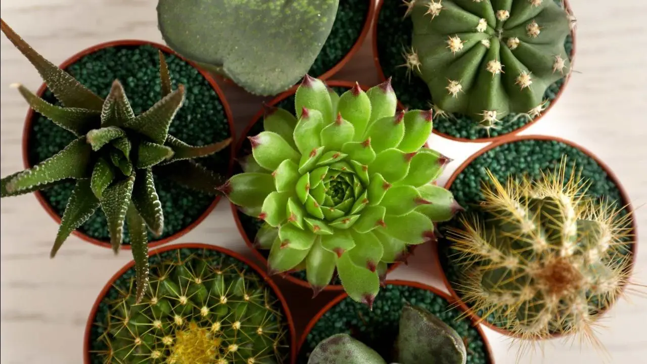 Dimentica la siccità: piante grasse facili per un giardino che resta verde tutto l’anno