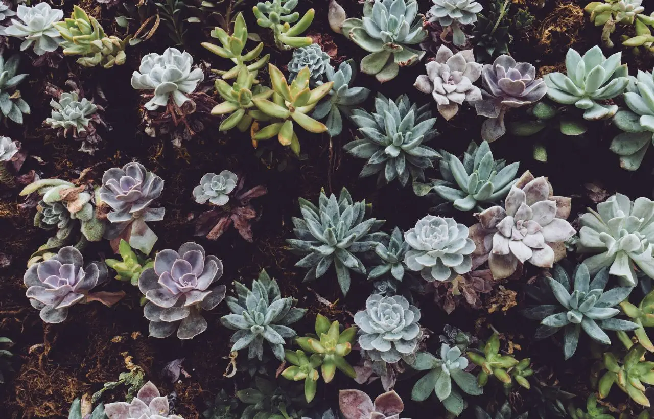 Dimentica la siccità: piante grasse facili per un giardino che resta verde tutto l’anno Dimentica la siccità: piante grasse facili per un giardino che resta verde tutto l’anno