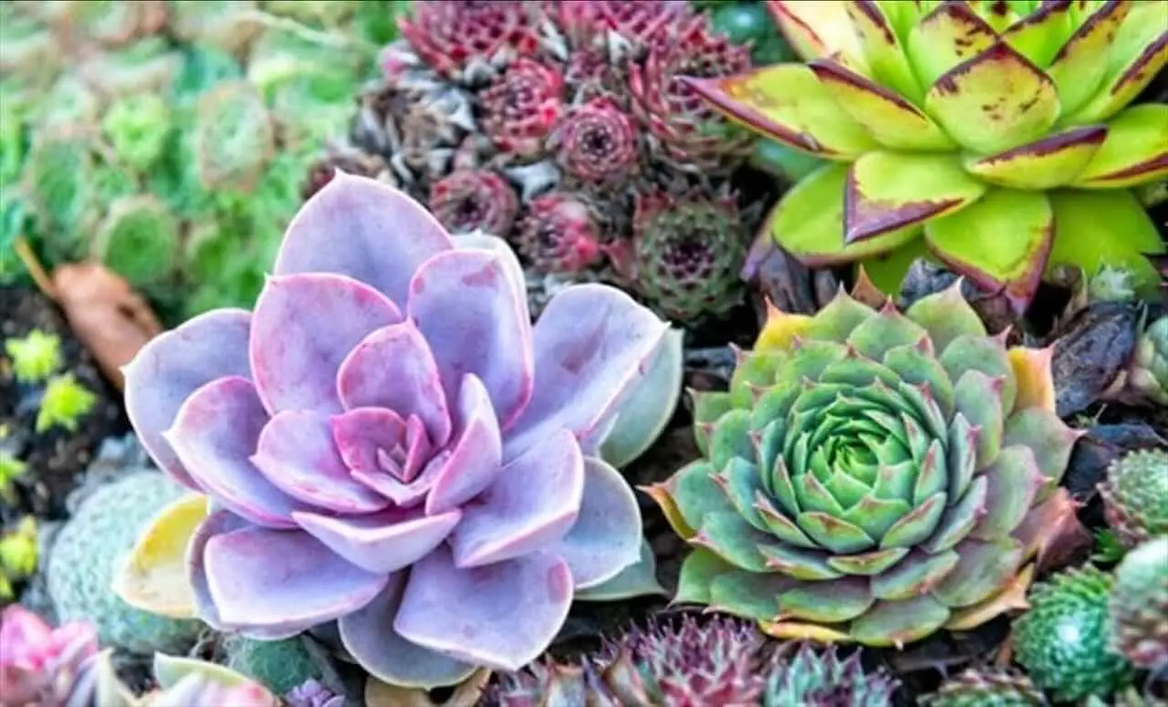 Dimentica la siccità: piante grasse facili per un giardino che resta verde tutto l’anno Dimentica la siccità: piante grasse facili per un giardino che resta verde tutto l’anno