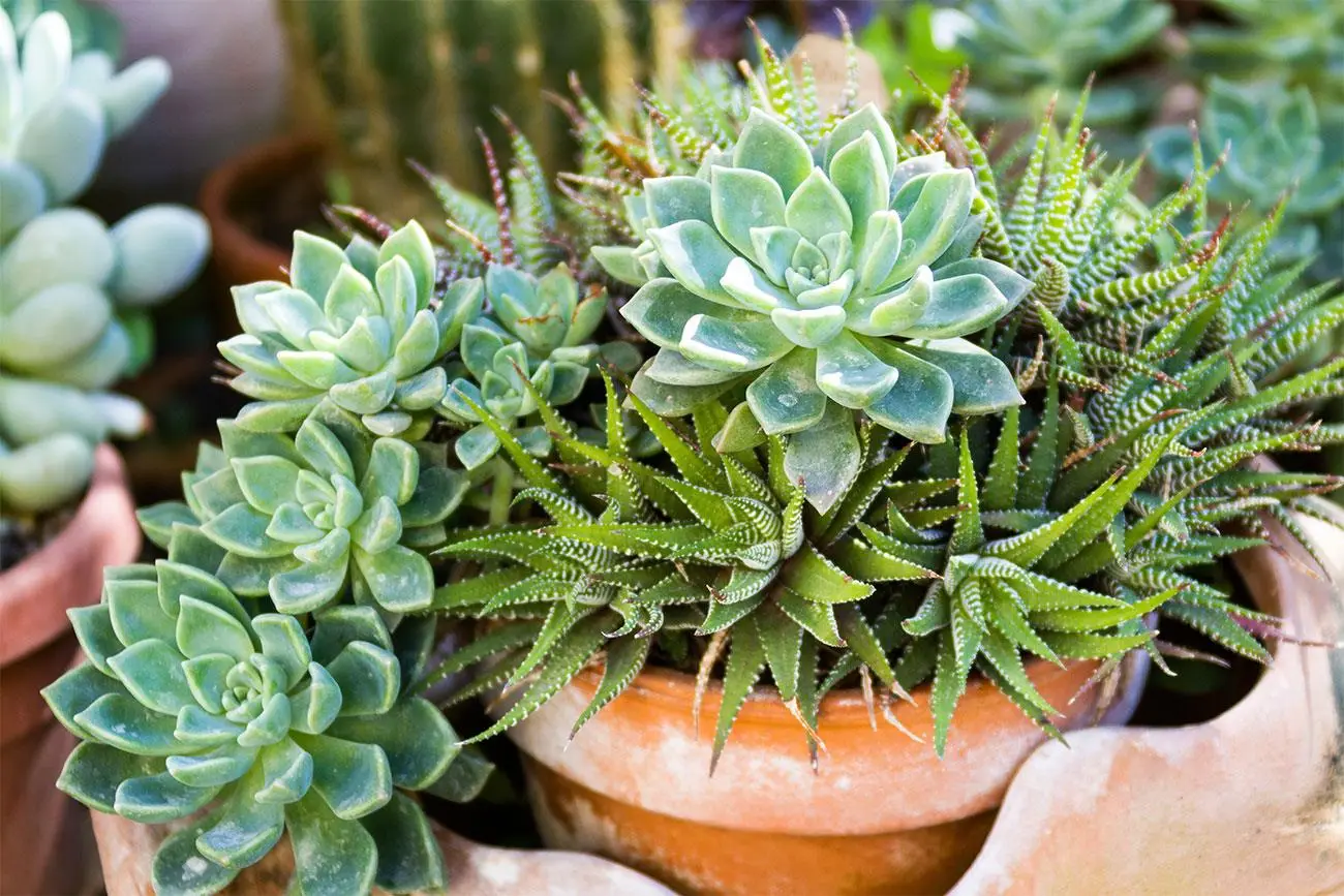 Dimentica la siccità: piante grasse facili per un giardino che resta verde tutto l’anno Dimentica la siccità: piante grasse facili per un giardino che resta verde tutto l’anno