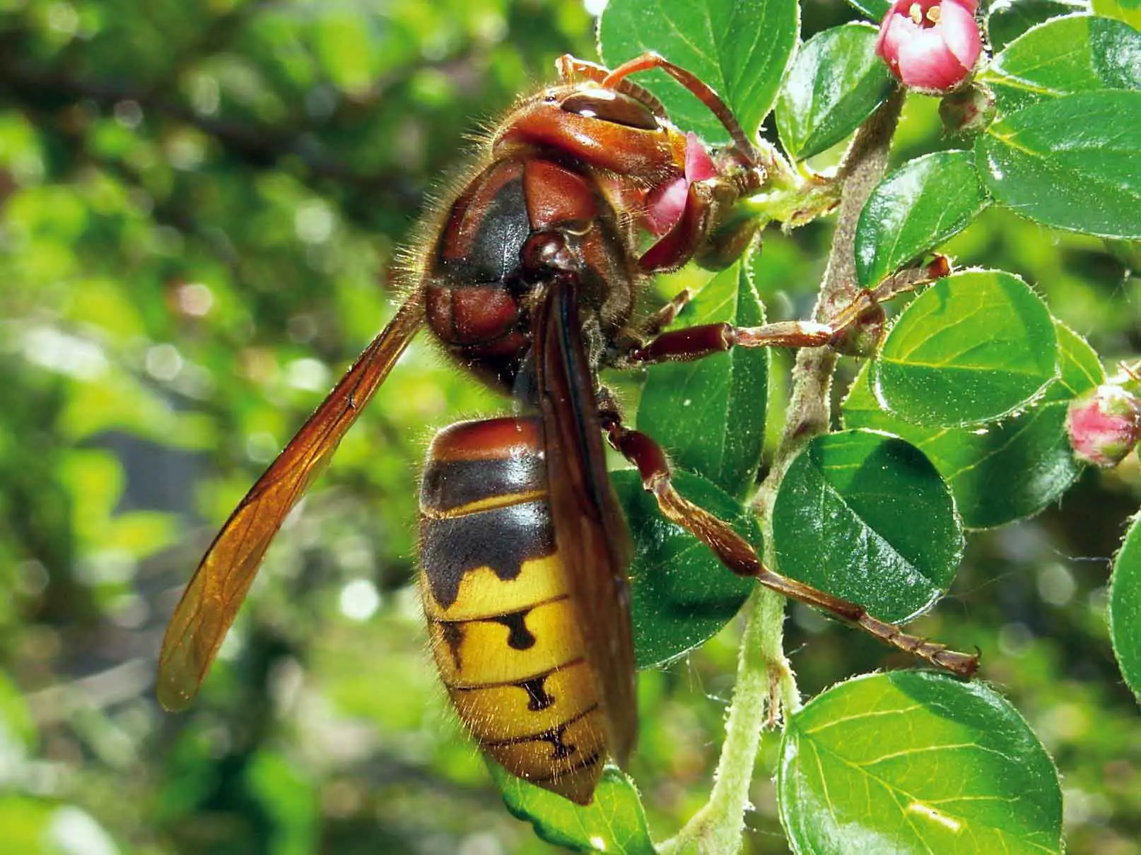 Trasforma il tuo spazio esterno con i fiori autoctoni che attirano insetti impollinatori Trasforma il tuo spazio esterno con i fiori autoctoni che attirano insetti impollinatori