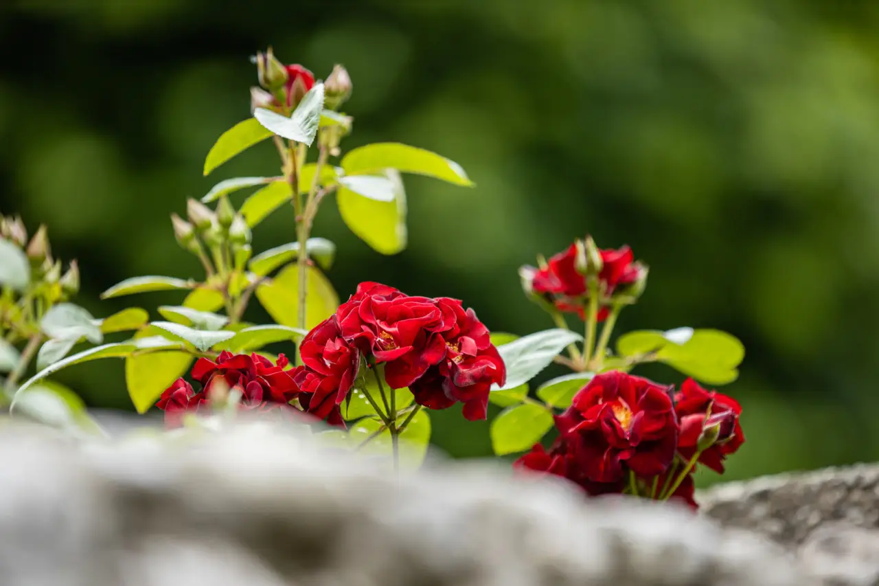 Trasforma il tuo spazio esterno con i fiori autoctoni che attirano insetti impollinatori Trasforma il tuo spazio esterno con i fiori autoctoni che attirano insetti impollinatori