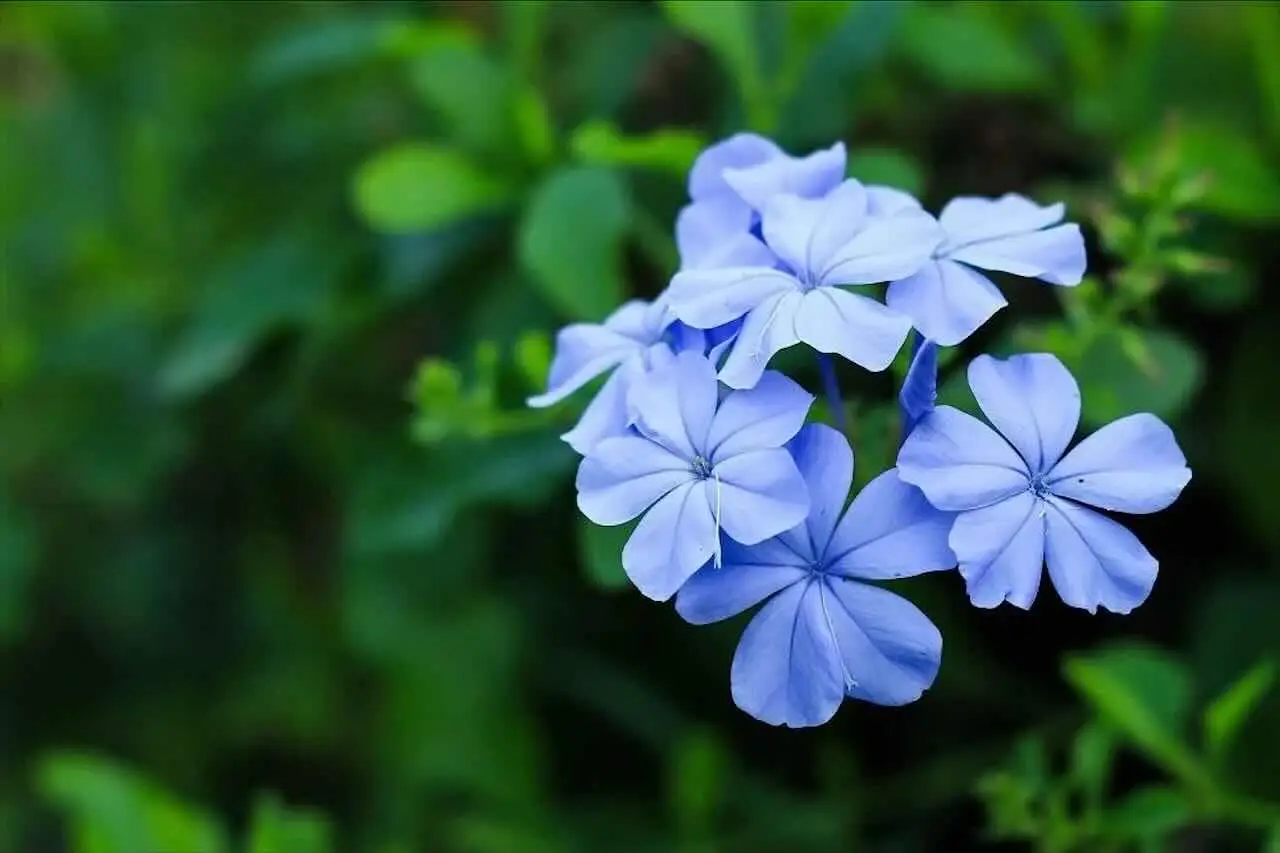 Trasforma il tuo spazio esterno con i fiori autoctoni che attirano insetti impollinatori Trasforma il tuo spazio esterno con i fiori autoctoni che attirano insetti impollinatori