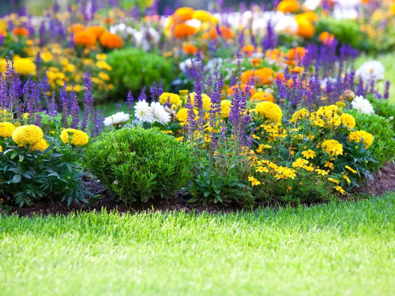 Il segreto dei prati fioriti urbani che richiedono poca acqua in estate Il segreto dei prati fioriti urbani che richiedono poca acqua in estate