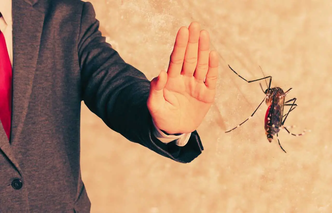 Ecco la soluzione per tenere lontane zanzare sul terrazzo usando il basilico fresco