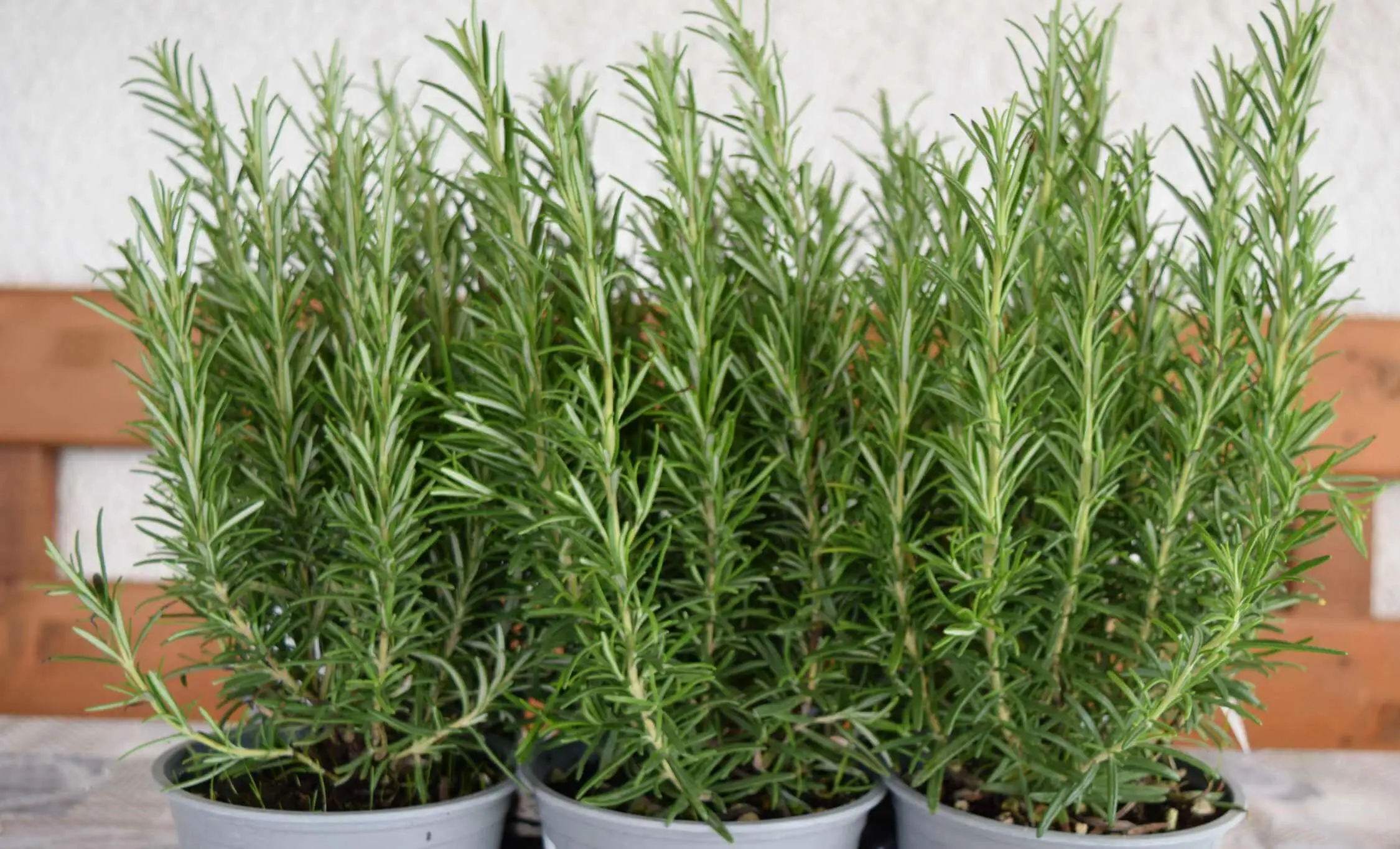 Hai mai provato il rosmarino in vaso? Migliora l’aria e decora l’outdoor