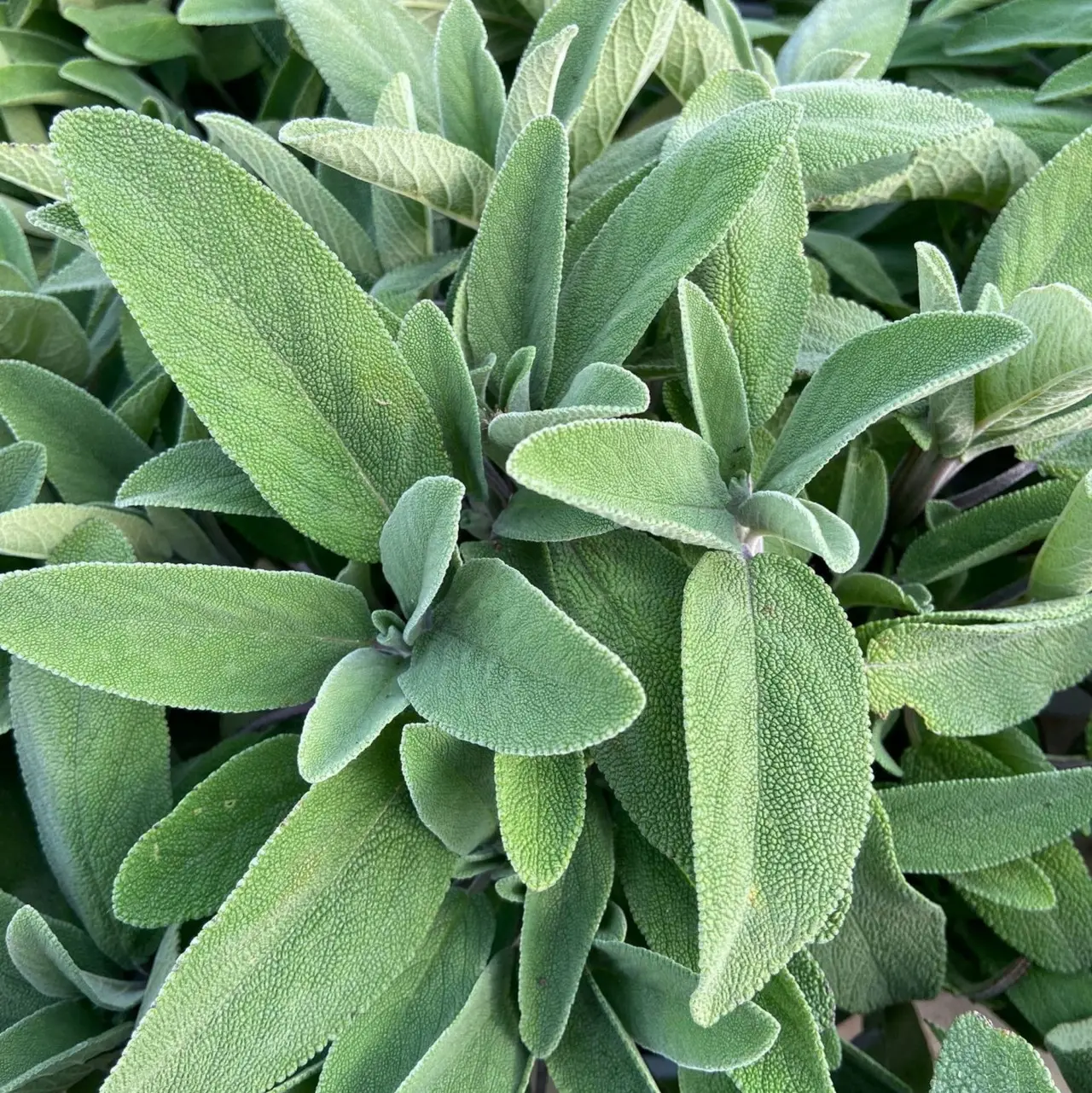 Prova questa tecnica per coltivare salvia e ottenere aria più pulita in giardino