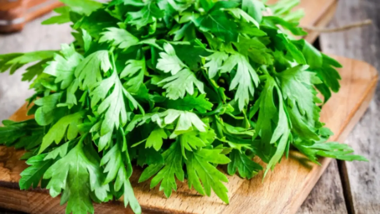 Prezzemolo sempre verde: soluzioni pratiche contro l’ingiallimento delle foglie