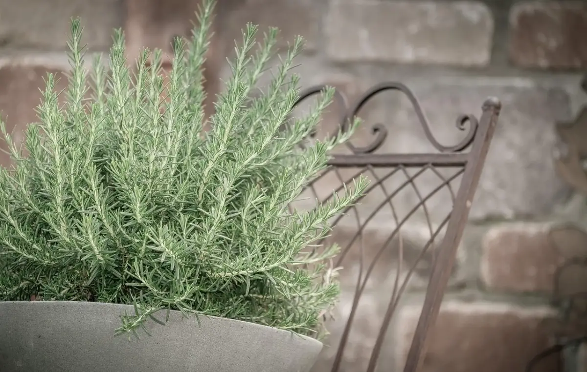 Allontana formiche e insetti dal balcone con questa pianta profumatissima Allontana formiche e insetti dal balcone con questa pianta profumatissima