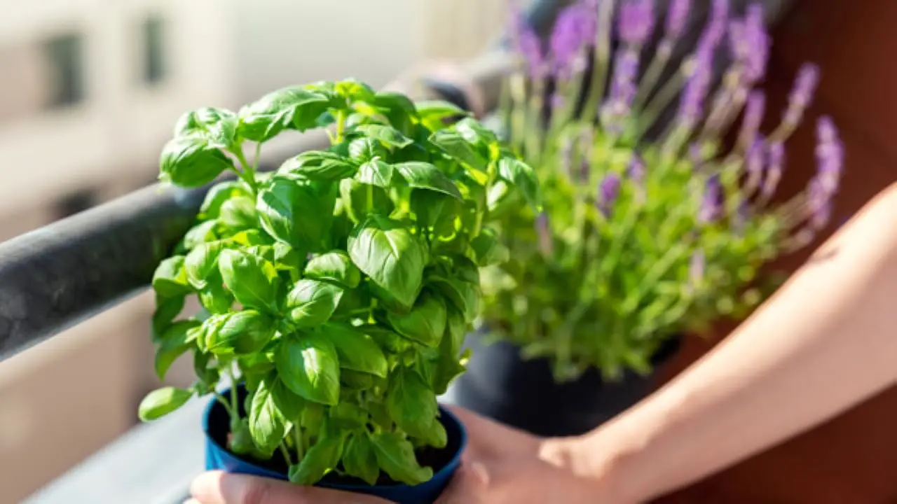 Allontana formiche e insetti dal balcone con questa pianta profumatissima Allontana formiche e insetti dal balcone con questa pianta profumatissima