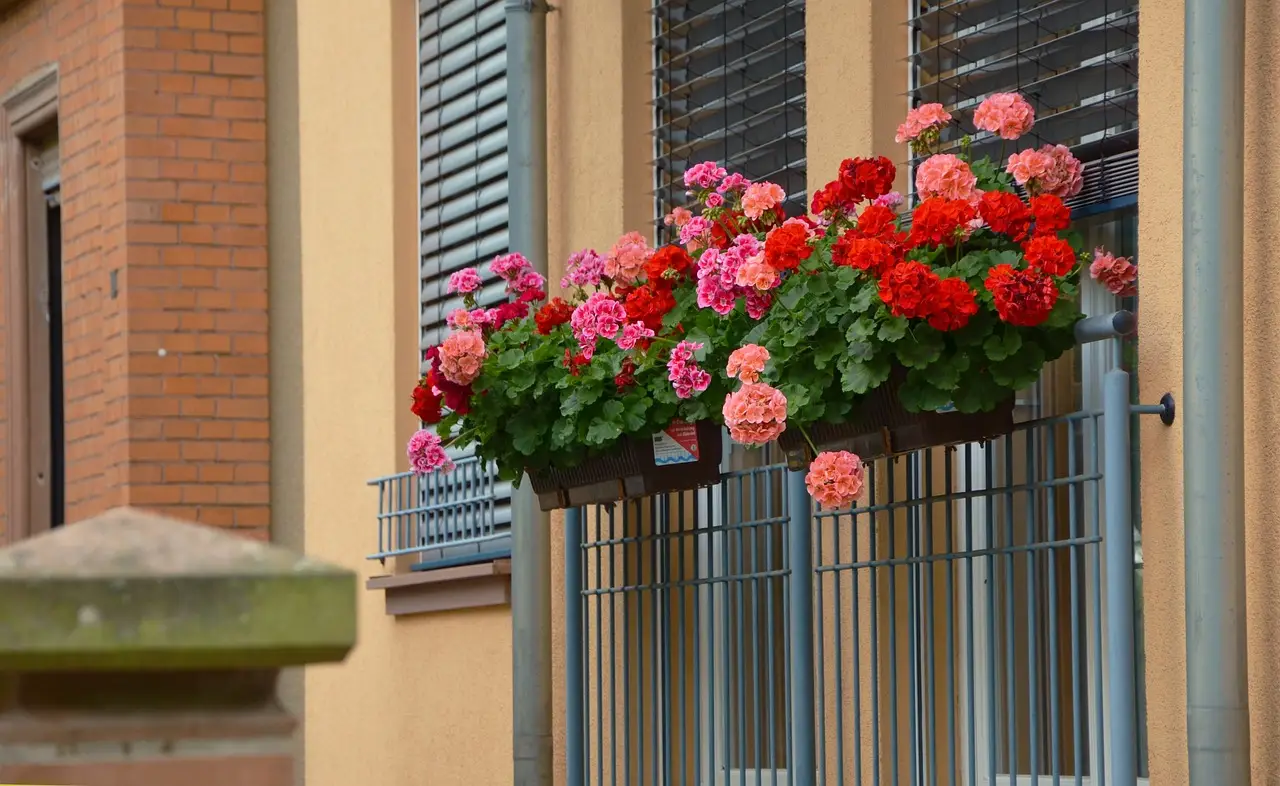 Allontana formiche e insetti dal balcone con questa pianta profumatissima Allontana formiche e insetti dal balcone con questa pianta profumatissima