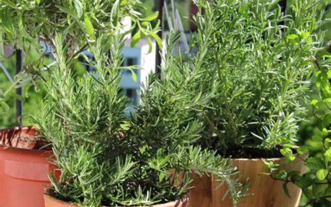 Vuoi relax all'aperto? Ecco la pianta aromatica che purifica l'aria in terrazza Vuoi relax all'aperto? Ecco la pianta aromatica che purifica l'aria in terrazza