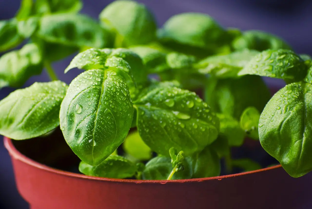 Come coltivare il basilico in balcone per un aroma intenso e protezione naturale dai parassiti Come coltivare il basilico in balcone per un aroma intenso e protezione naturale dai parassiti