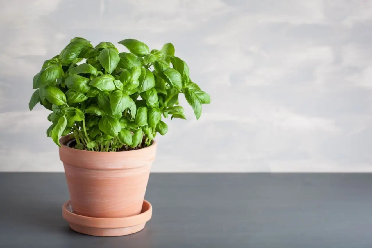 Come coltivare il basilico in balcone per un aroma intenso e protezione naturale dai parassiti Come coltivare il basilico in balcone per un aroma intenso e protezione naturale dai parassiti
