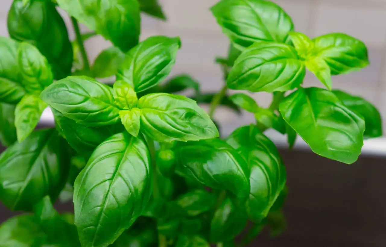 Come coltivare il basilico in balcone per un aroma intenso e protezione naturale dai parassiti Come coltivare il basilico in balcone per un aroma intenso e protezione naturale dai parassiti