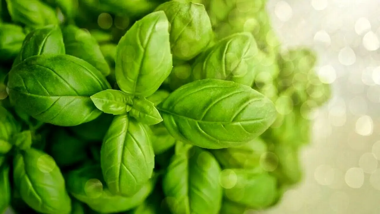 Come coltivare il basilico in balcone per un aroma intenso e protezione naturale dai parassiti Come coltivare il basilico in balcone per un aroma intenso e protezione naturale dai parassiti