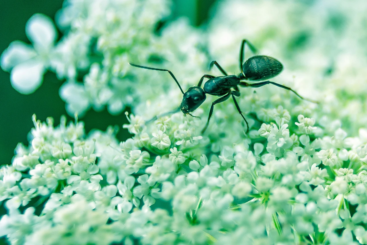 Una pianta facile da curare che tiene lontane le formiche e decora ogni ambiente di casa Una pianta facile da curare che tiene lontane le formiche e decora ogni ambiente di casa