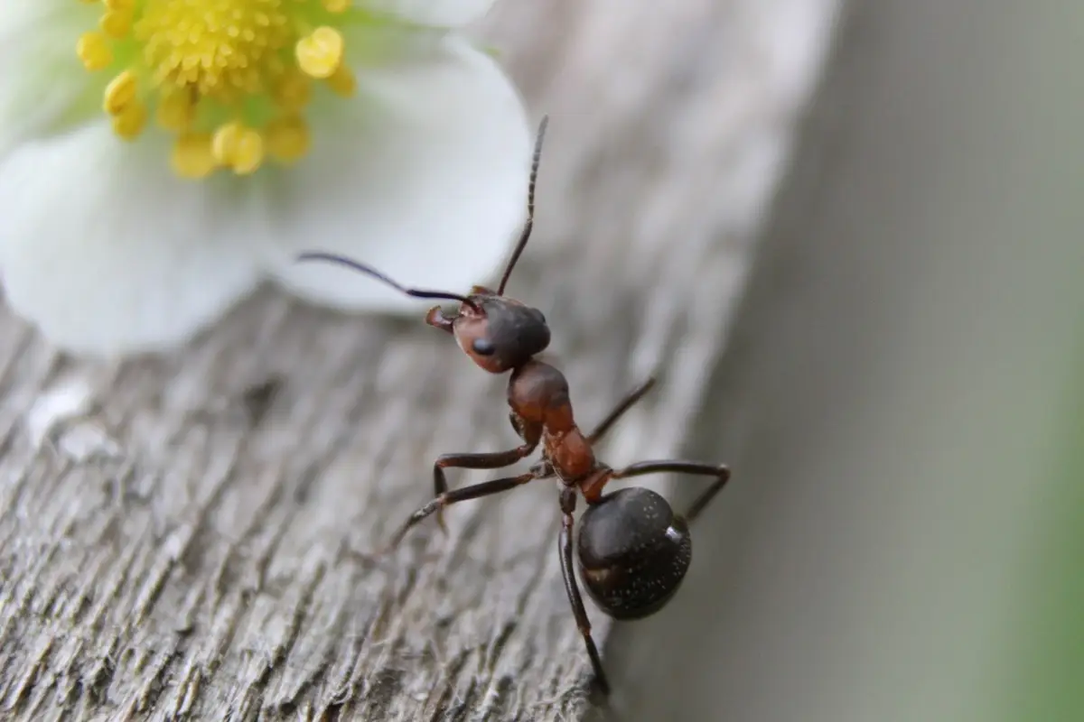 Una pianta facile da curare che tiene lontane le formiche e decora ogni ambiente di casa Una pianta facile da curare che tiene lontane le formiche e decora ogni ambiente di casa