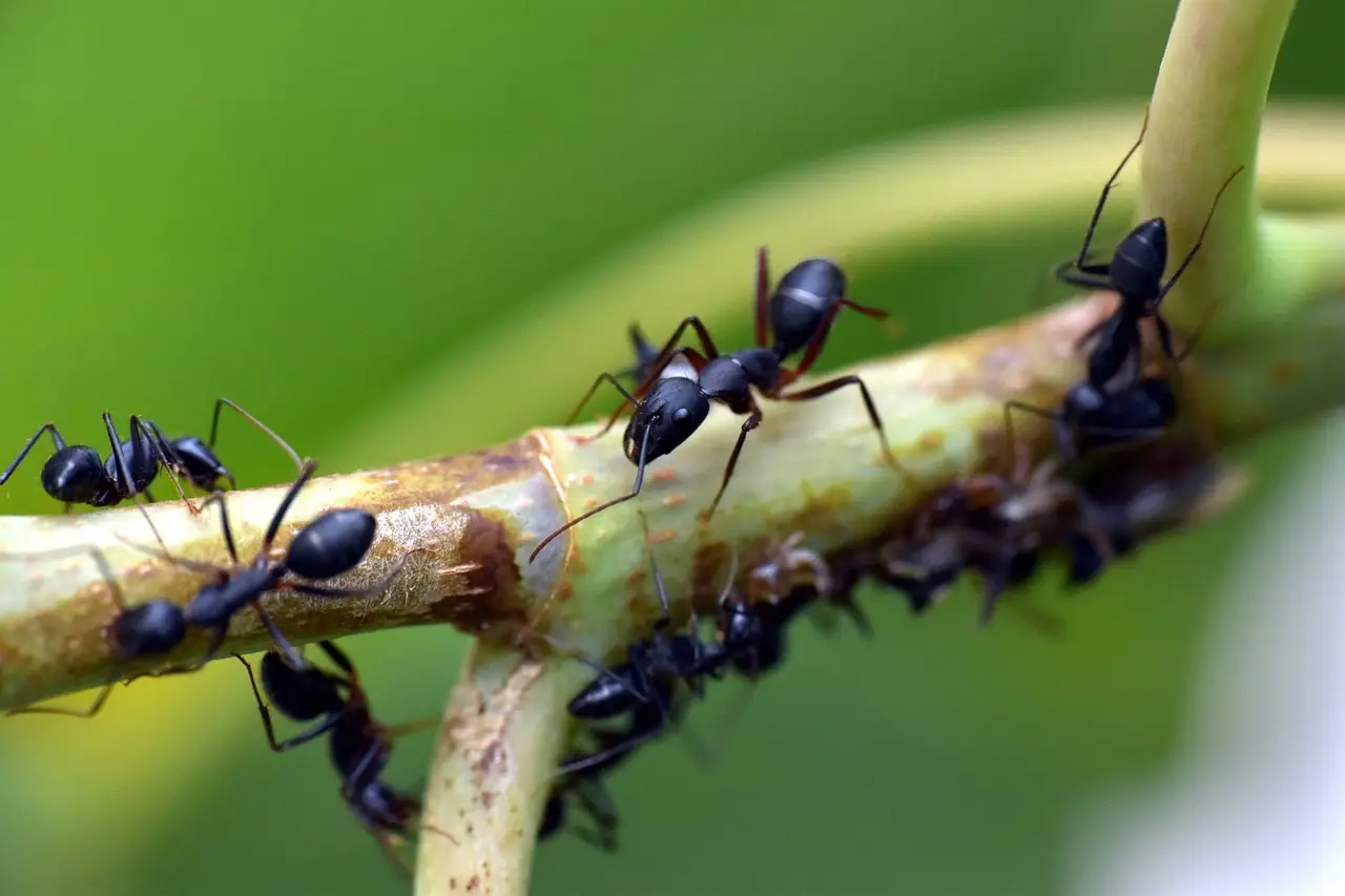 Una pianta facile da curare che tiene lontane le formiche e decora ogni ambiente di casa Una pianta facile da curare che tiene lontane le formiche e decora ogni ambiente di casa