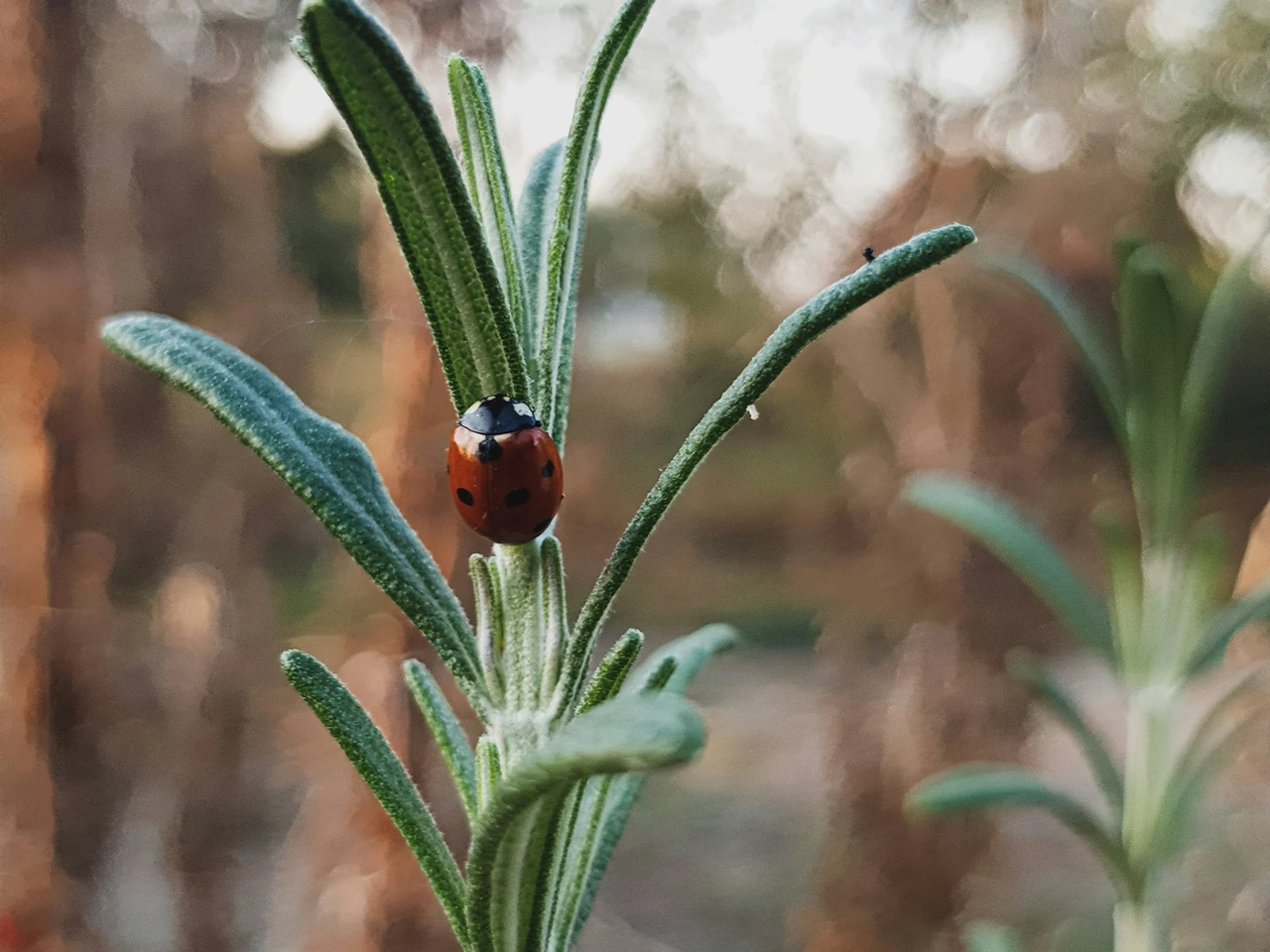 Come scegliere la pianta giusta per avere meno insetti in giardino durante la bella stagione Come scegliere la pianta giusta per avere meno insetti in giardino durante la bella stagione