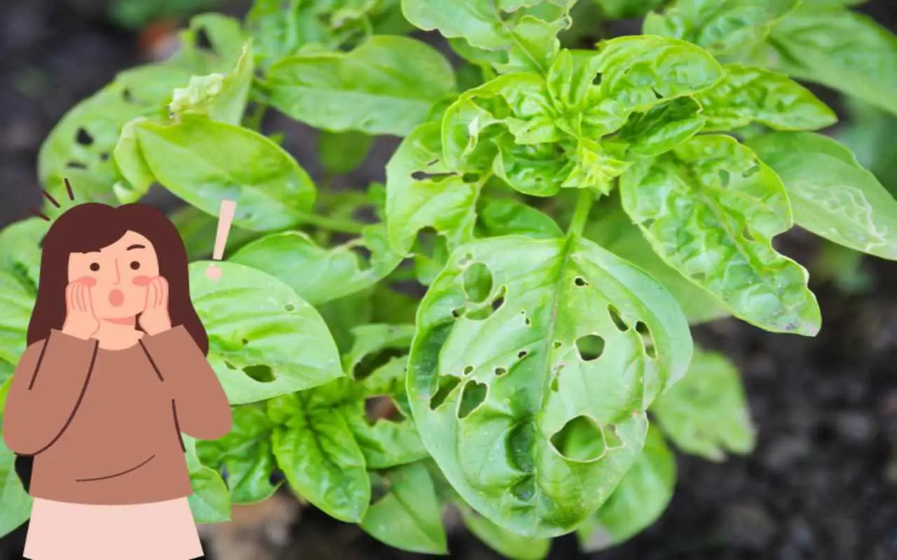 Come scegliere la pianta giusta per avere meno insetti in giardino durante la bella stagione Come scegliere la pianta giusta per avere meno insetti in giardino durante la bella stagione