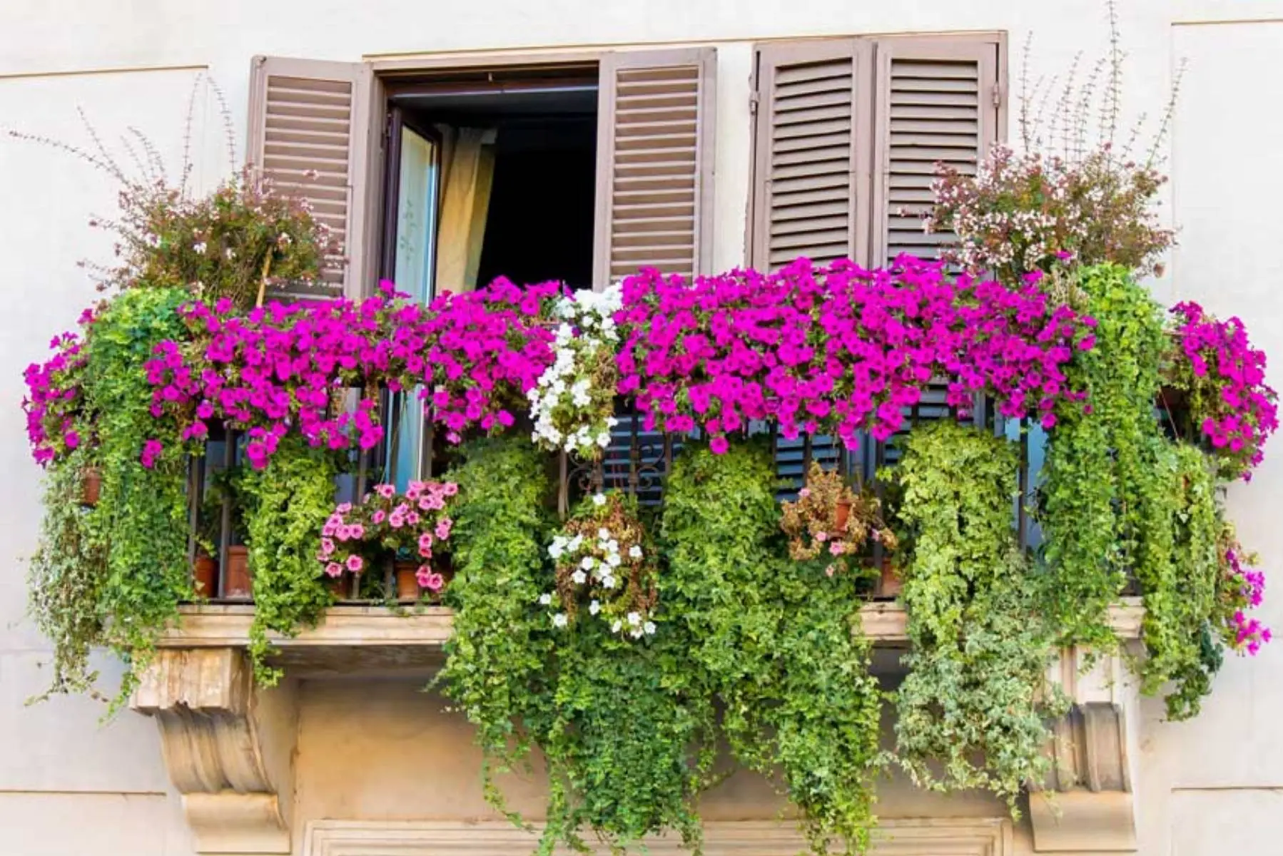 Vuoi un terrazzo profumato senza zanzare? Scegli queste varietà adatte al clima caldo Vuoi un terrazzo profumato senza zanzare? Scegli queste varietà adatte al clima caldo