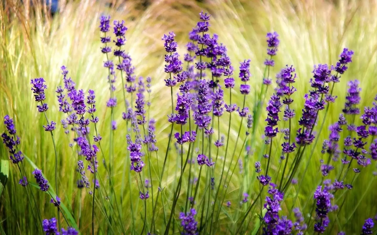 Scopri come la lavanda trasforma il balcone in uno spazio rilassante e profumato Scopri come la lavanda trasforma il balcone in uno spazio rilassante e profumato