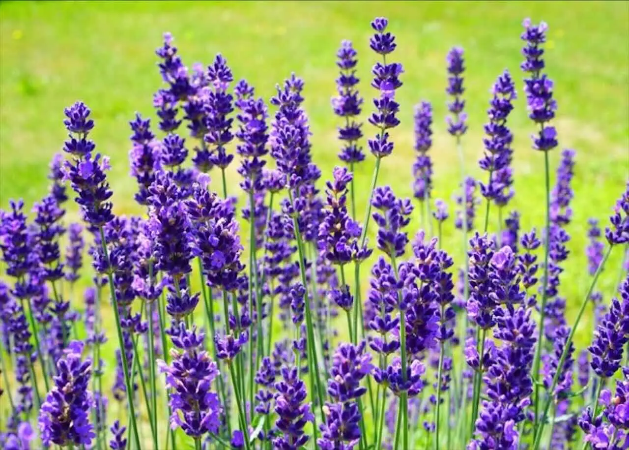 Scopri come la lavanda trasforma il balcone in uno spazio rilassante e profumato Scopri come la lavanda trasforma il balcone in uno spazio rilassante e profumato
