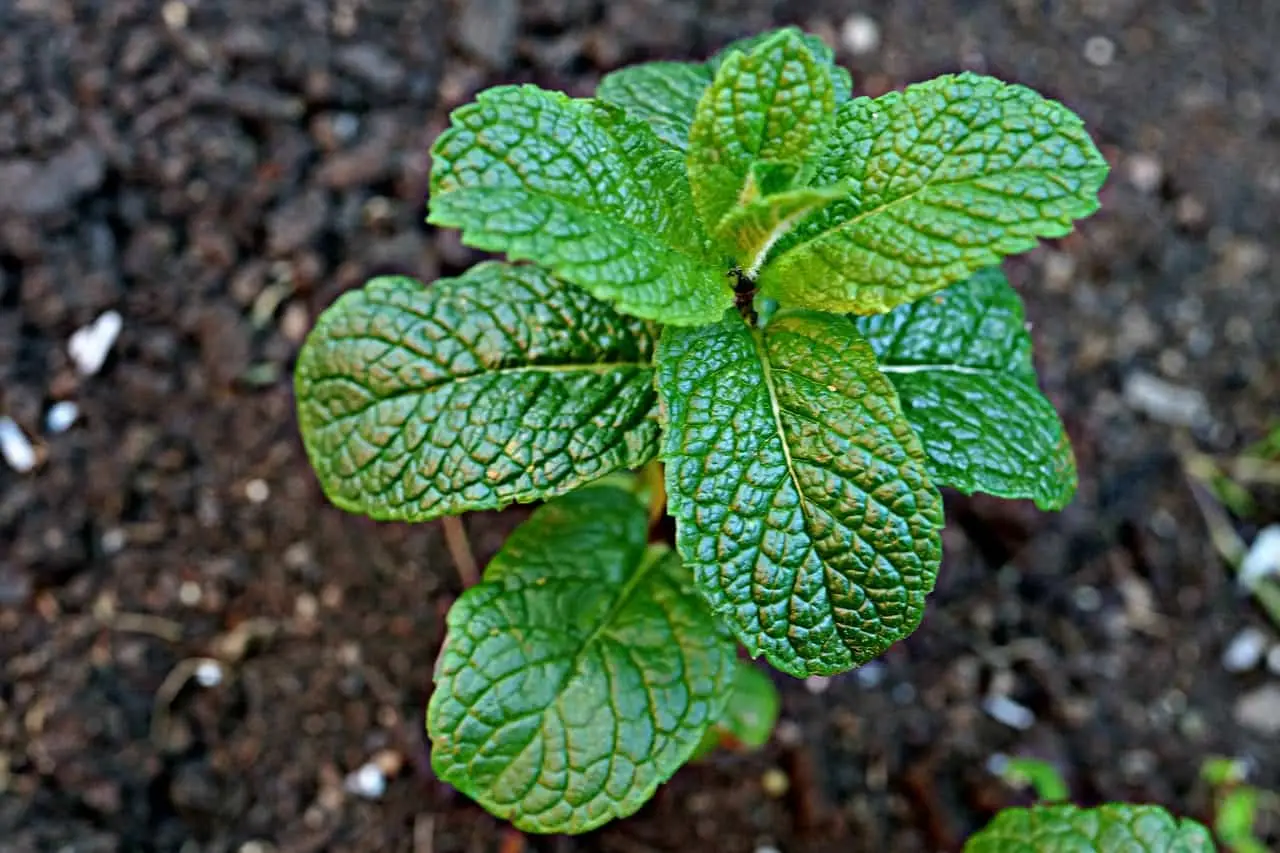 Vuoi un angolo verde funzionale? La menta regala freschezza e profumo tutto il giorno Vuoi un angolo verde funzionale? La menta regala freschezza e profumo tutto il giorno