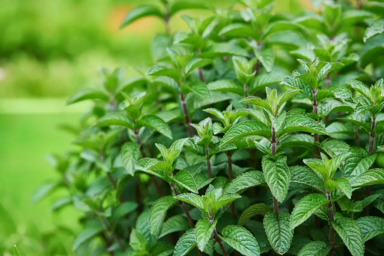 Vuoi un angolo verde funzionale? La menta regala freschezza e profumo tutto il giorno Vuoi un angolo verde funzionale? La menta regala freschezza e profumo tutto il giorno