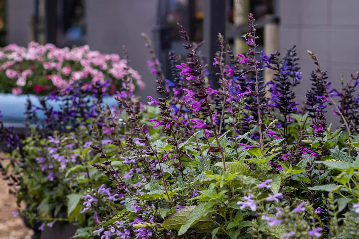 Prova questa tecnica per coltivare salvia e ottenere aria più pulita in giardino Prova questa tecnica per coltivare salvia e ottenere aria più pulita in giardino