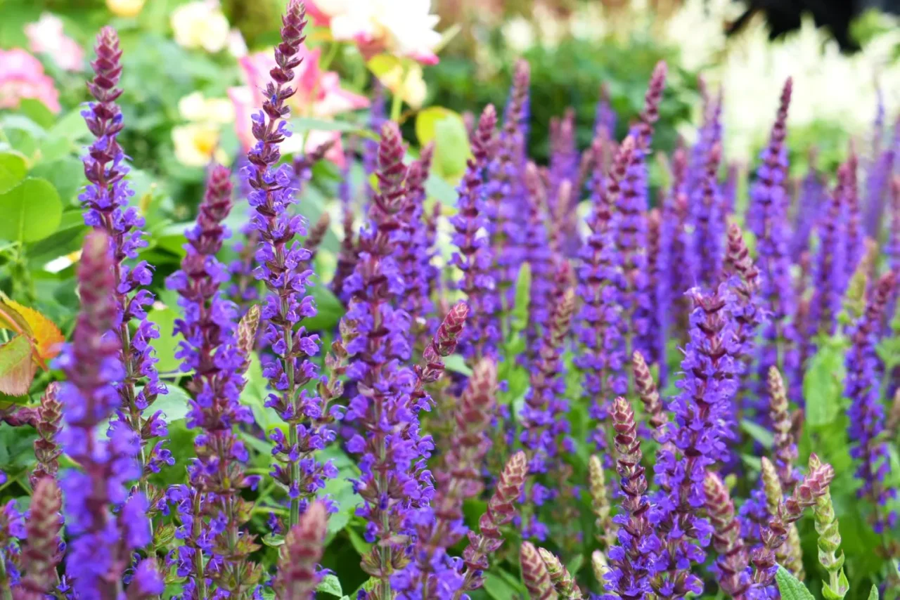 Prova questa tecnica per coltivare salvia e ottenere aria più pulita in giardino Prova questa tecnica per coltivare salvia e ottenere aria più pulita in giardino