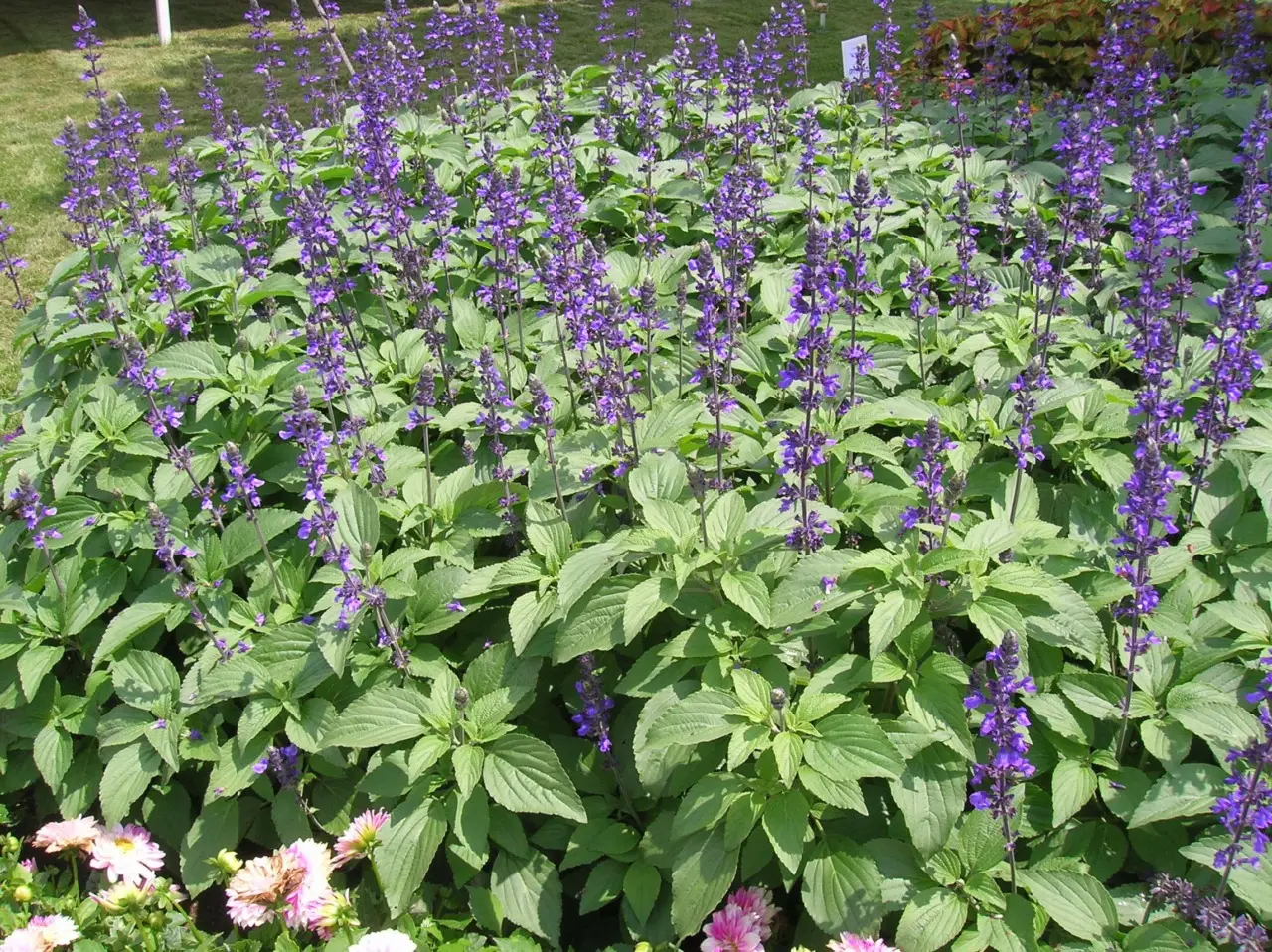 Prova questa tecnica per coltivare salvia e ottenere aria più pulita in giardino Prova questa tecnica per coltivare salvia e ottenere aria più pulita in giardino