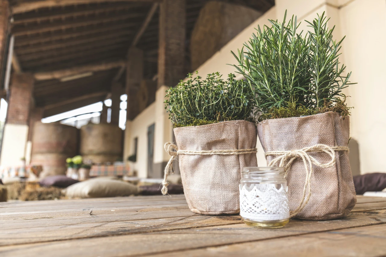 Scopri subito come il timo può rinfrescare e arricchire il relax in veranda Scopri subito come il timo può rinfrescare e arricchire il relax in veranda