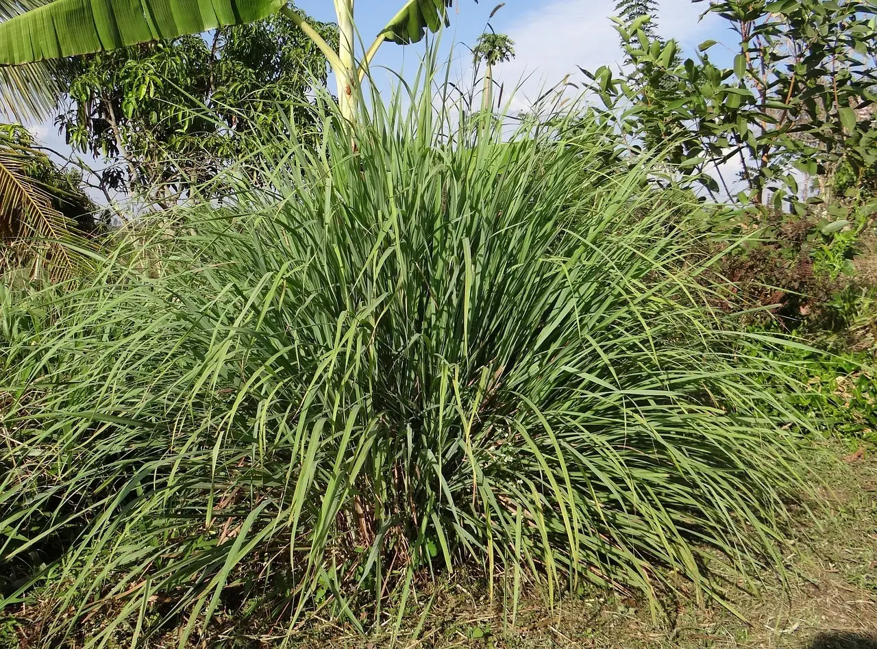 Ecco perché la citronella è la miglior alleata contro gli odori nell’area esterna Ecco perché la citronella è la miglior alleata contro gli odori nell’area esterna