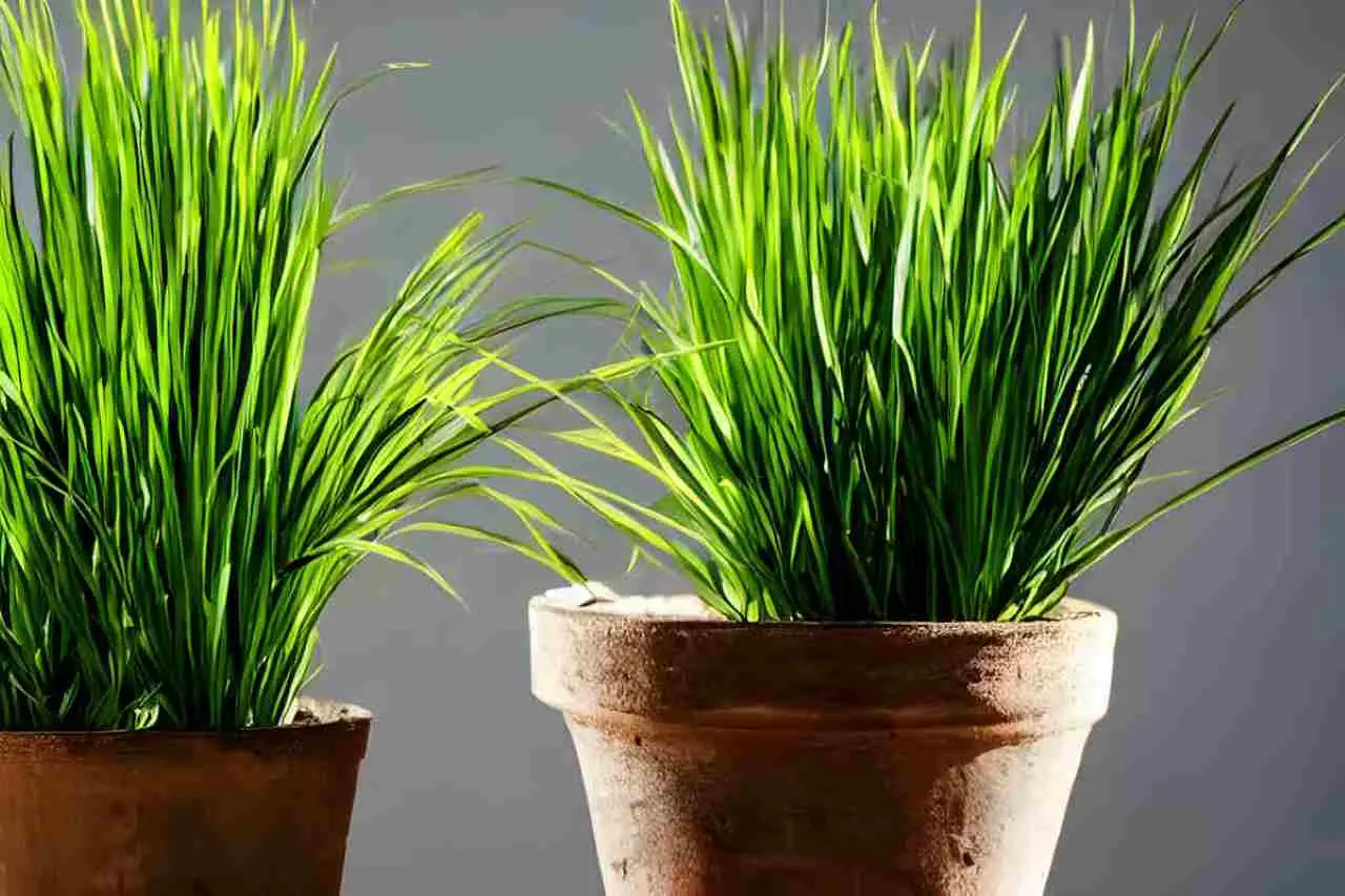 Ecco perché la citronella è la miglior alleata contro gli odori nell’area esterna Ecco perché la citronella è la miglior alleata contro gli odori nell’area esterna